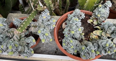 Crassula Morgans pink