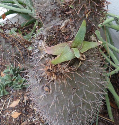 Aloe auf Pachypodium.JPG