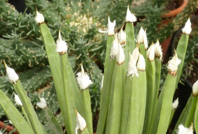 Agave albopilosa 4 - Kopie.JPG