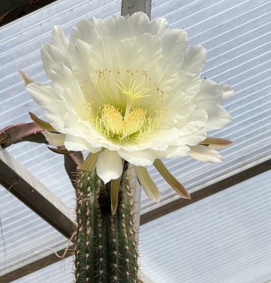Echinopsis spachiana