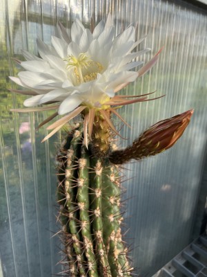 Echinopsis candicans