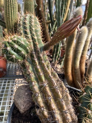 Soehrensia candicans