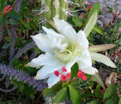 Cerus forbesii, Blüte.JPG