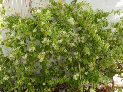 Pereskia, Blüten 3.JPG