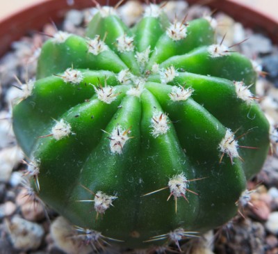 Echinopsis-Hybr. &quot;Burkina Faso&quot; B