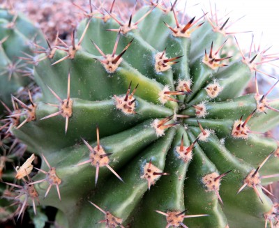 Detail
