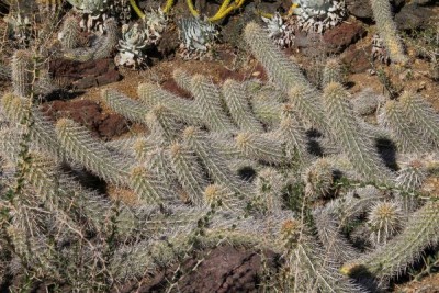 Foto-2-Stenocereus-eruca-in-einem-Bot.-Garten-Foto-Hardy-Huebener-scaled1.jpg