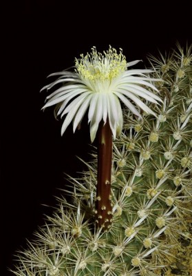 Foto-3-Stenocereus-eruca-Bluete-Foto-Hans-Frohning-scaled1.jpg