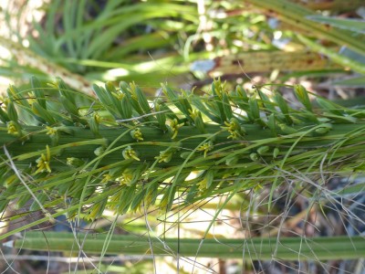 Agave multifilifera, Blüten 1a.JPG