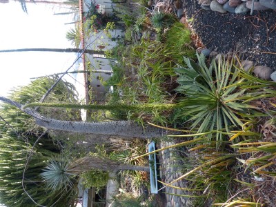 Agave multifilifera, Knospen.JPG