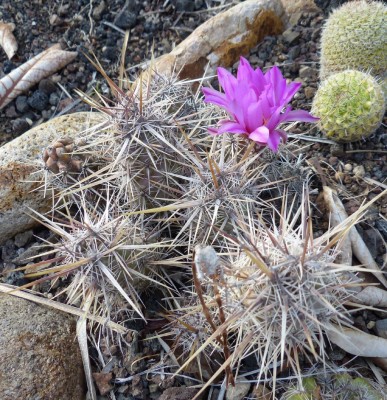 Echinocereus barthelowanus.JPG