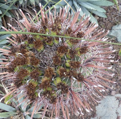 Ferocactus rectispinus (2).JPG