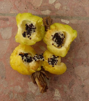 Ferocactus robustus , Früchte.JPG