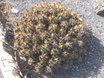 Ferocactus robustus.JPG