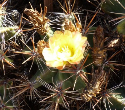 Ferocactus robustus, Blüte.JPG