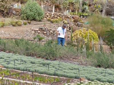 Agave victoria reginae, Michael.JPG