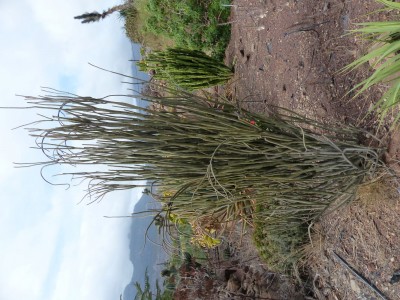Alluaudia comosa.JPG