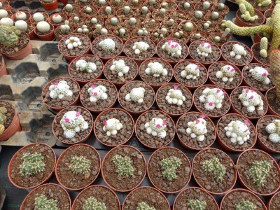 Mammillaria herrerae 1.JPG