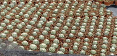 Strombocactus disciformis.JPG