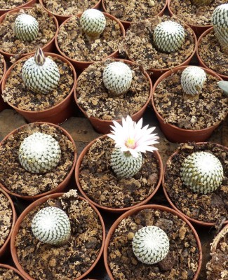 Turbinicarpus pseudopectinatus.JPG