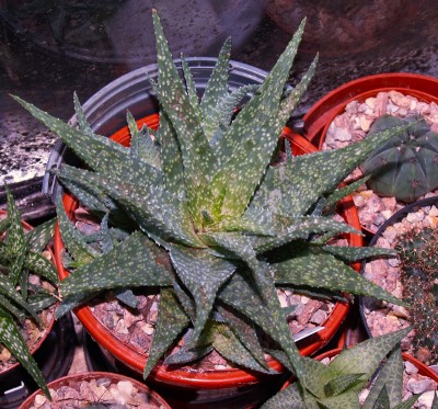 Aloe (Hybride)