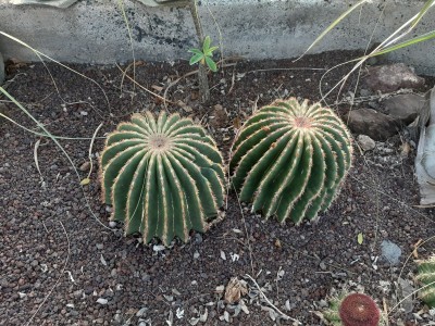 Ferocactus steinesii Hybride 1 -.jpg