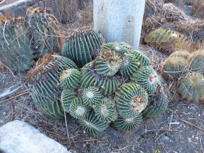 Echinocactus grusonii v. inermis Köpfe -.JPG
