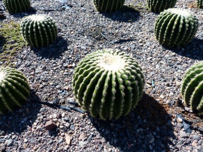 Echinocactus grusonii ssp. brevispinus.JPG