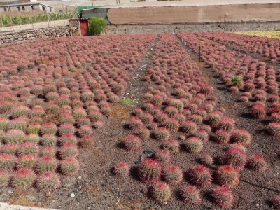 Ferocactus steinesii v. piloso.jpg