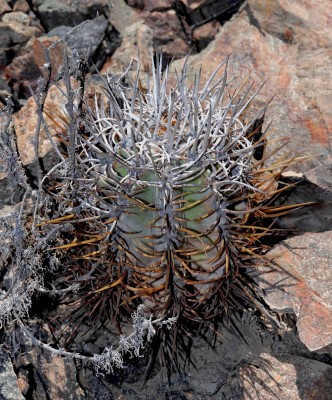 Cop01_10_9848-a.jpg (757.43 KiB) 12062 mal betrachtet junges Exemlar, recht langdornig