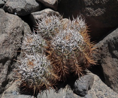 Cop01_20_9894-a.jpg (352.62 KiB) 12062 mal betrachtet eher kurzdorniges Exemplar