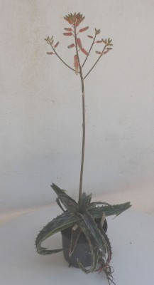 Aloe montis nabro mit Blüte.JPG