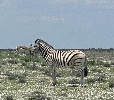IMG_6381 Zebra.jpg