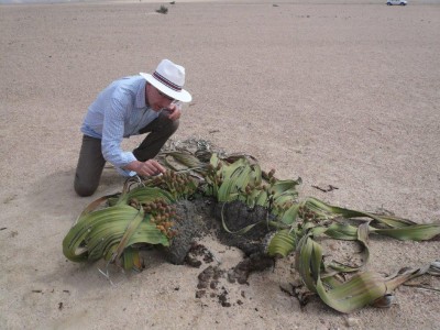 Walter Welwitschia.jpg