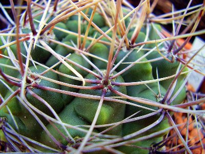 Gymnocalycium 1998-2.JPG
