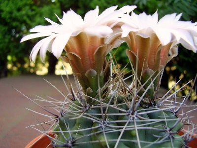 Gymnocalycium 1998-1 (3).JPG