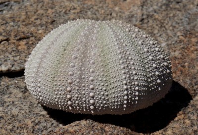 Cop10_rupestris_19_9391-a.jpg