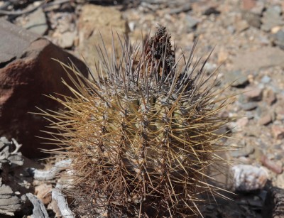 Cop10_rupestris_45_2713-a.jpg