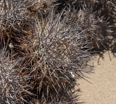 Cop10_rupestris_74_9534-a.jpg