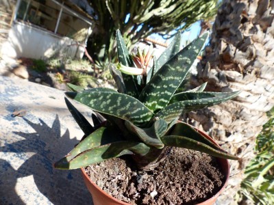 Gasteraloe  primmeri.JPG