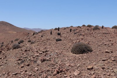 Cop11_desertorum_03_9458-a.jpg