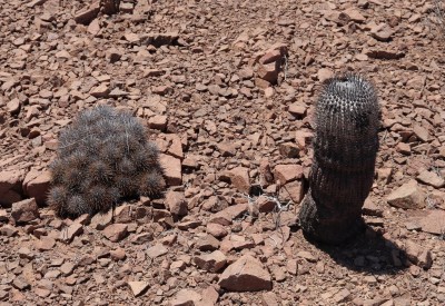 Cop11_desertorum_10_9444-ayyy.jpg