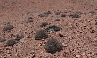 Cop11_desertorum_15_9461-ayyy.jpg