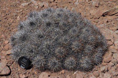 Cop11_desertorum_20_9472-ayyy.jpg