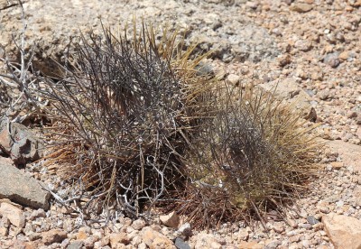 Cop12_taltalensis_40_0149-axxx.jpg