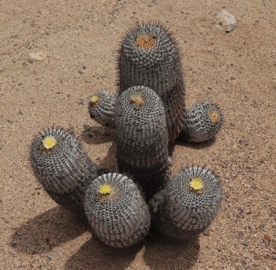 Cop13_las m_32_2147-a.jpg