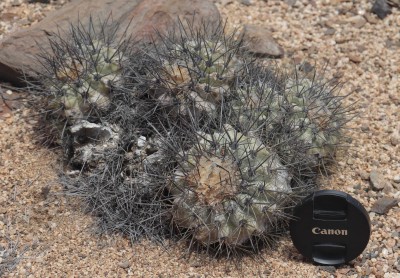 Cop13_las m_38_2063-a.jpg
