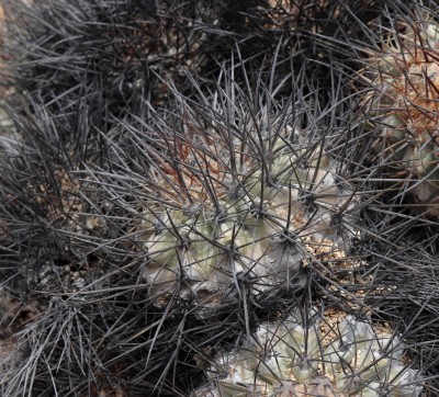 Cop13_las m_39_2084-a.jpg