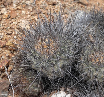 Cop13_las m_41_2102-a.jpg