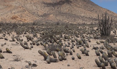 Cop13_las m_60_2201-aaxxx.jpg